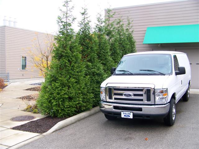 Spring Grove Western red-cedar trees next to van in driveway